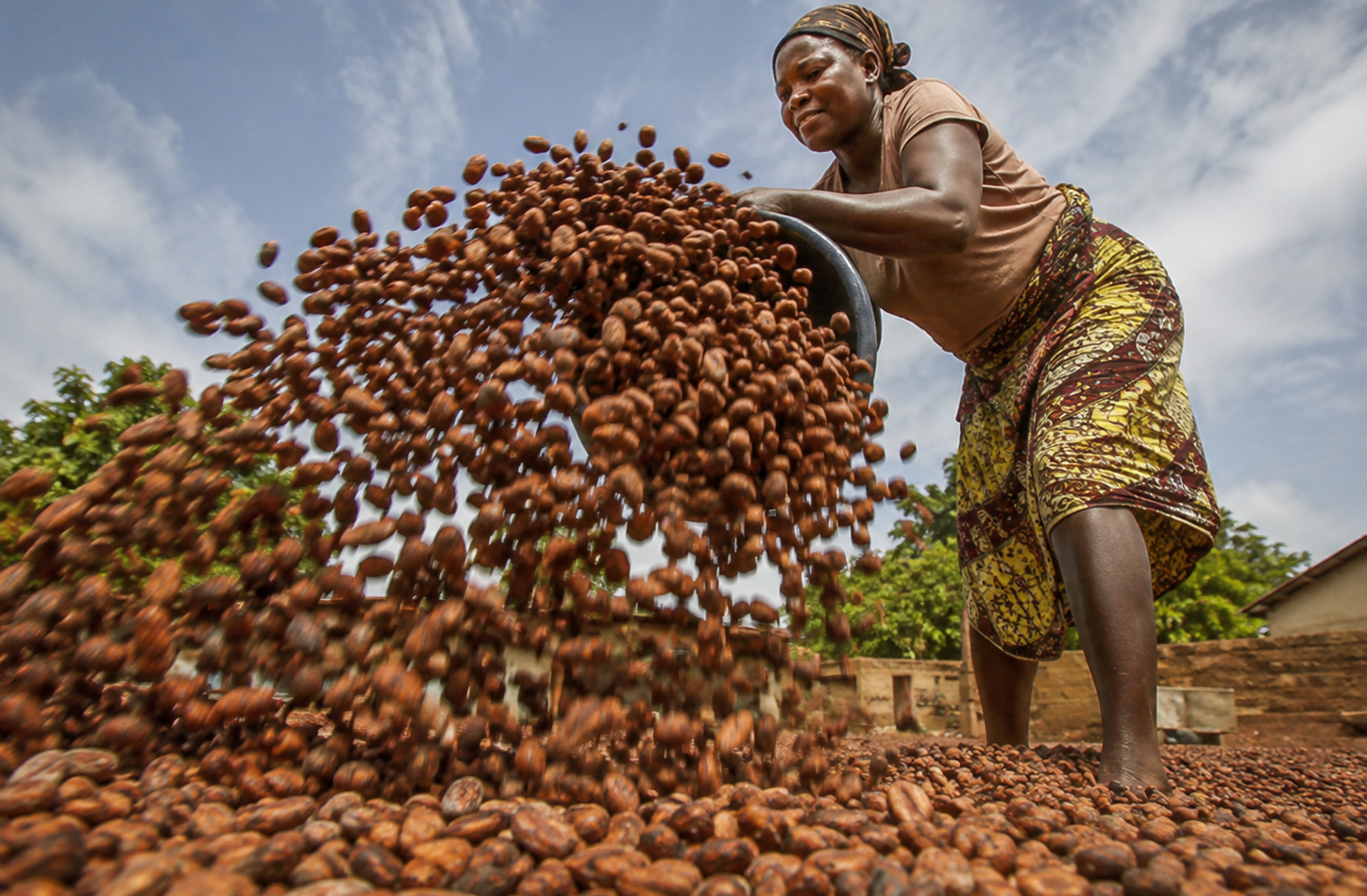 Une productrice ghanéenne étale des fèves de cacao pour le séchage