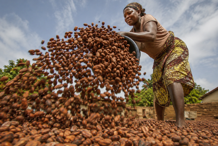 Une productrice ghanéenne étale des fèves de cacao pour le séchage